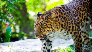 leopard34